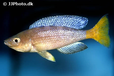Cyprichromis leptosoma yellow